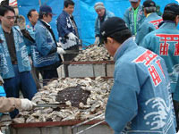 Oysters Festival