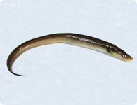 Anago