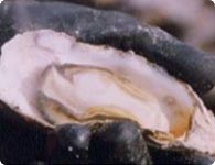 Oyster