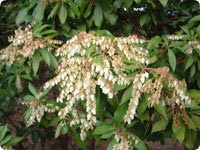 Pieris japonica