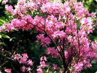 Rhododendron reticulatum