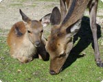 Deer and Monkey and Raccoon dogs
