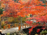 Autumn leaf color