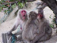 Monkey