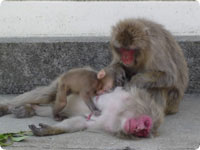 Monkey