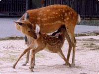 Deer