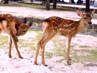 Deer