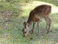 Deer