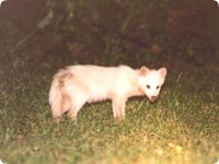 白Raccoon dogs