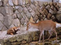 Raccoon dogs