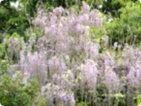 Wisteria brachybotrys