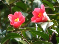 Camellia japonica