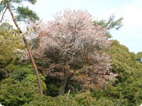 Prunus jamasakura