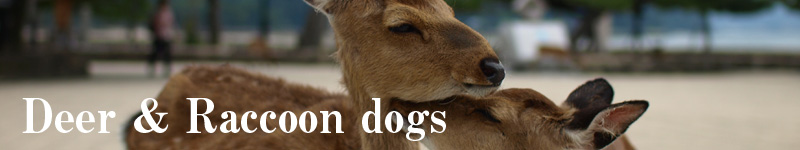 Deer and Monkey and Raccoon dogs