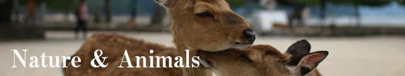 Nature & Animal