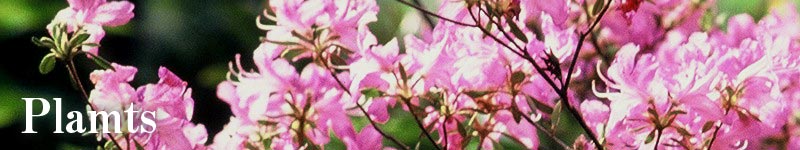 Plants