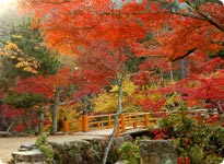 Autumn tint