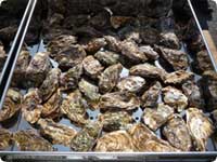Oysters Festival