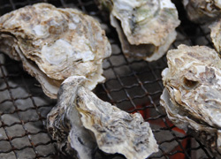 Miyajima Oyster Festival