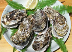 Oyster