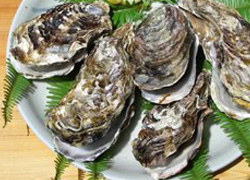 Oyster