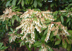 Pieris japonica