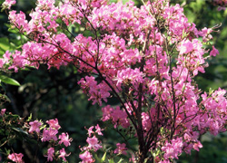 Rhododendron reticulatum