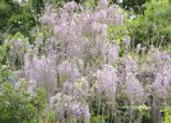 Wisteria brachybotrys