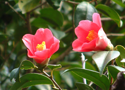 Camellia japonica