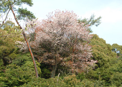 Prunus jamasakura