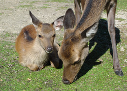 Deer & Raccoon dogs